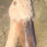 Kwak
