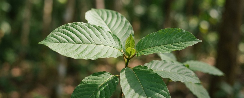 Mitragyna speciosa kratomplant